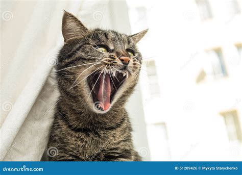 Angry cat stock photo. Image of hissing, eyes, portrait - 51209426