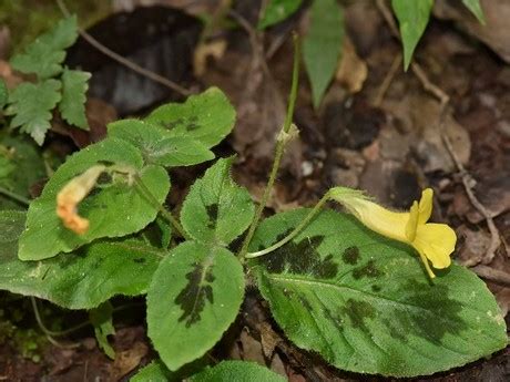 China: Four species of Gesneriaceae reported new from Yunnan