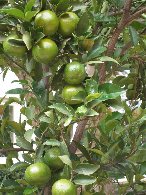 lime tree :-D | Growing fruit trees, Lime tree, Fruit trees