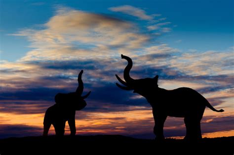 Elephants Trumpeting Stock Photo - Download Image Now - iStock