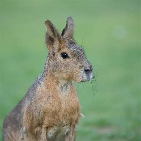 Patagonian Mara - Facts, Diet, Habitat & Pictures on Animalia.bio