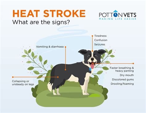 What Are Symptoms Of Heat Stroke In Dogs