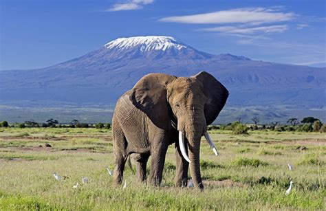 Best Time To Visit Kenya On Safari [Examining All Seasons]