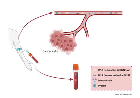 What is ctDNA?