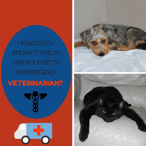 How to know it's time to take your pet to an emergency veterinarian? - The Animal Doctor Blog