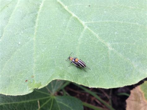 BOOYAH FARM!!!: Rise of the striped cucumber beetle