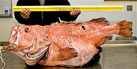 Shortraker Rockfish Research in Alaska | NOAA Fisheries