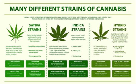 The Highest Thc Strains 2025 - Cindra Ronalda