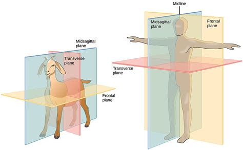 Difference Between Sagittal and Midsagittal | Compare the Difference Between Similar Terms