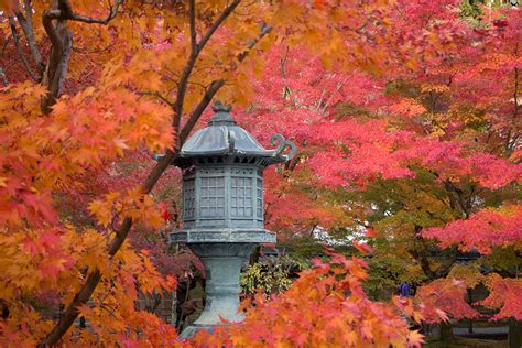 Kyoto Autumn Leaves - When to Go and Best Places to Visit | ContemporaryNomad.com