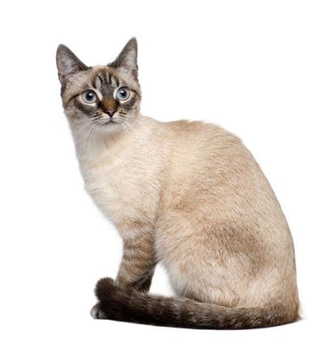 Siamese Cat Colors Chart | Fascinating Facts | Siamese of Day