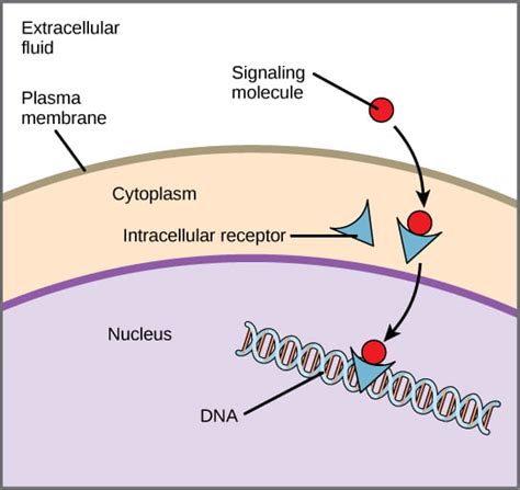 Intro to Chemical Signaling and Communication by Microbes | Organismal Biology