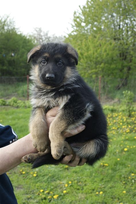 Cute German Shepherd Puppy Names