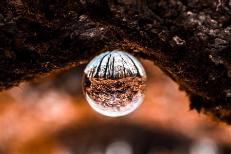 Fotos gratis : agua, árbol, de cerca, reflexión, esfera, rama, cielo, Fotografía macro, invierno ...