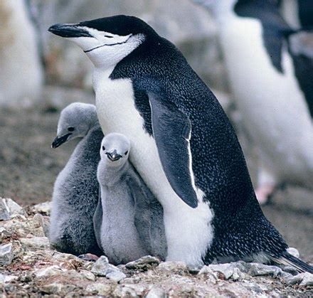 Chinstrap penguin - Wikipedia