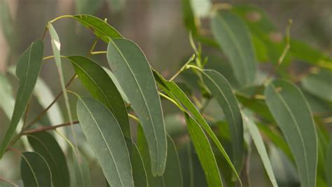 Gum Leaves In Australia. Manna-gums Leaves. One Of The Koalas Favorite ...