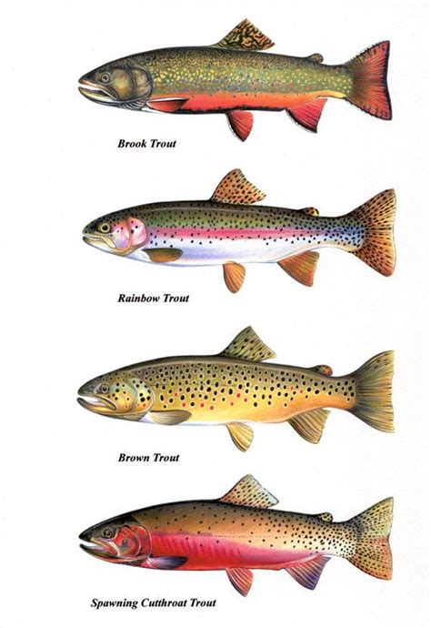 Trout Chart, Prints, Brook Trout, Cutthroat Trout, Rainbow Trout, Brown ...