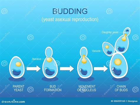 Budding. Yeast Asexual Reproduction Stock Vector - Illustration of ...