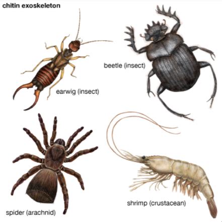 Chitin | Definition, Structure, Function & Examples