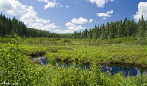 Superior National Forest - Minnesota - The Trees Remember