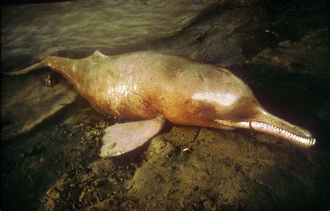 .: Rare blind Indus dolphin survey kicks off in Sindh