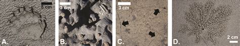 Trace Fossils, Kentucky Geological Survey, University of Kentucky