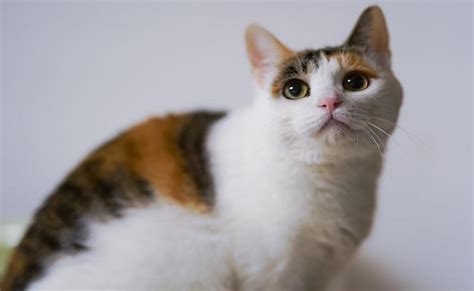 200+ Best Calico Cat Names With Meanings - Petmoo