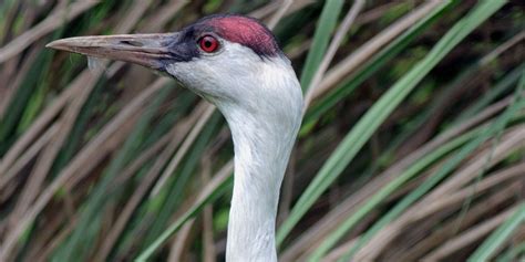 Hooded crane | Smithsonian's National Zoo and Conservation Biology ...