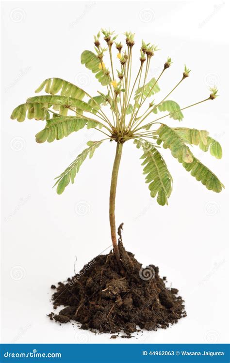 Thailand Rare Plants, Biophytum Sensitivum (L. ) DC. Trees Stock Image ...