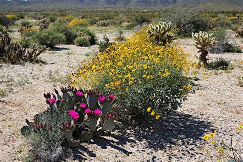 How To Grow Wildflower Seeds | Storables