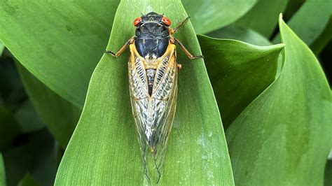 To study swarming cicadas, it takes a crowd | Science | AAAS