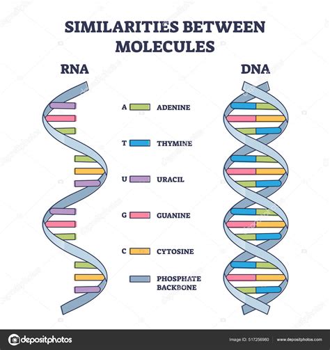 Similarities between RNA and DNA molecules, illustrated outline diagram ...