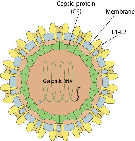 Rubivirus ~ ViralZone