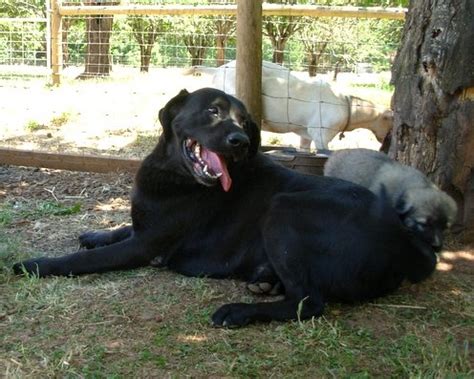 Anatolian Shepherd Dog Info, History, Temperament, Training, Puppy, Pictures