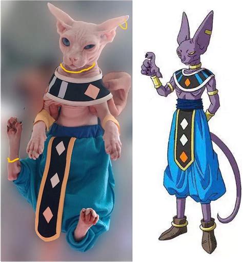 Khemn - Fait à la main - 100 % coton - Dragon Ball Star Cat Beerus - Vêtement tendance pour chat ...