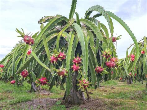 Hylocereus undatus is a sprawling or vining, terrestrial or epiphytic cactus... #hylocereus # ...