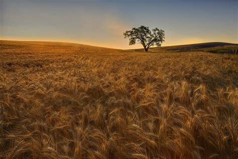 https://flic.kr/p/6SLSEq | Palouse Harvest Season | PLEASE VIEW LARGER IMAGE… Palouse, Harvest ...