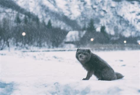 happy arctic fox smiles in the snow, up on snow 4k HD Wallpaper