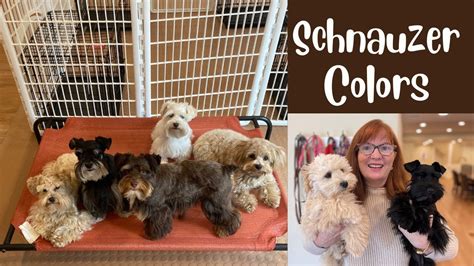 Mini Schnauzer Colors & Toy Schnauzer Colors - YouTube