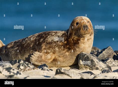 Grey seals (Halichoerus grypus) at Helgoland, Germany Stock Photo - Alamy