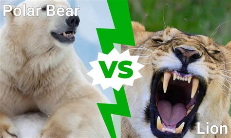 Polar Bear vs. Lion: Which Would Win in a Fight? - A-Z Animals