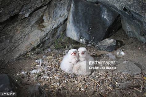 856 Falcon Nest Stock Photos, High-Res Pictures, and Images - Getty Images