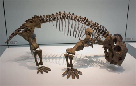 Lystrosaurus | Dinosaurs - Pictures and Facts