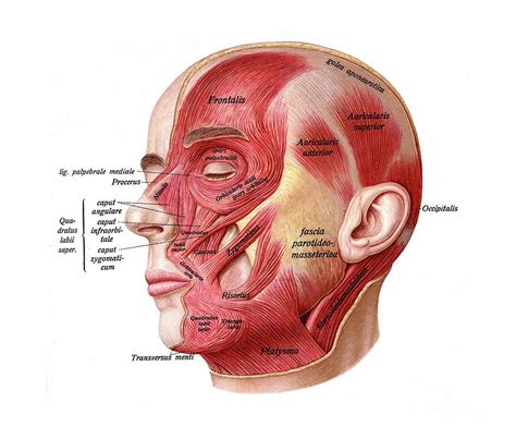 Anatomy Of Facial Muscles Photograph by Microscape/science Photo Library - Pixels