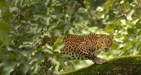 Travel Guide to Tadoba National Park