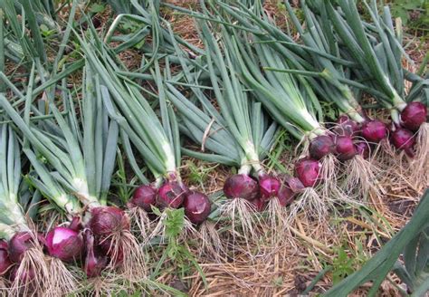 Panduan Lengkap Cara Menanam Bawang Merah - Solusi Menarik