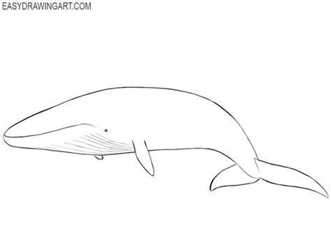 How to Draw a Blue Whale - Easy Drawing Art