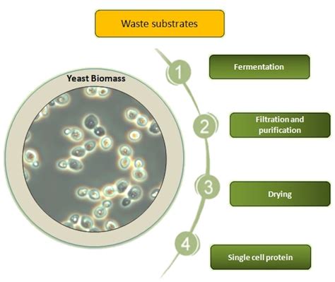 Production of single cell protein by yeast. | Download Scientific Diagram