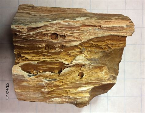 Petrified Wood Identification - Fossil ID - The Fossil Forum