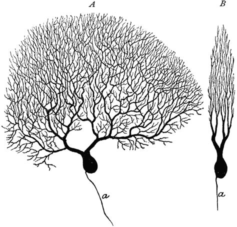 Purkinje Cell | ClipArt ETC